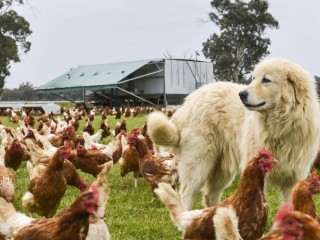 Industry Leading Free Range Egg Brand