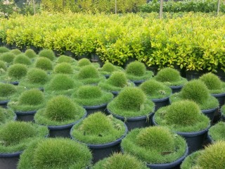 Wholesale Nursery