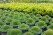 Wholesale Nursery